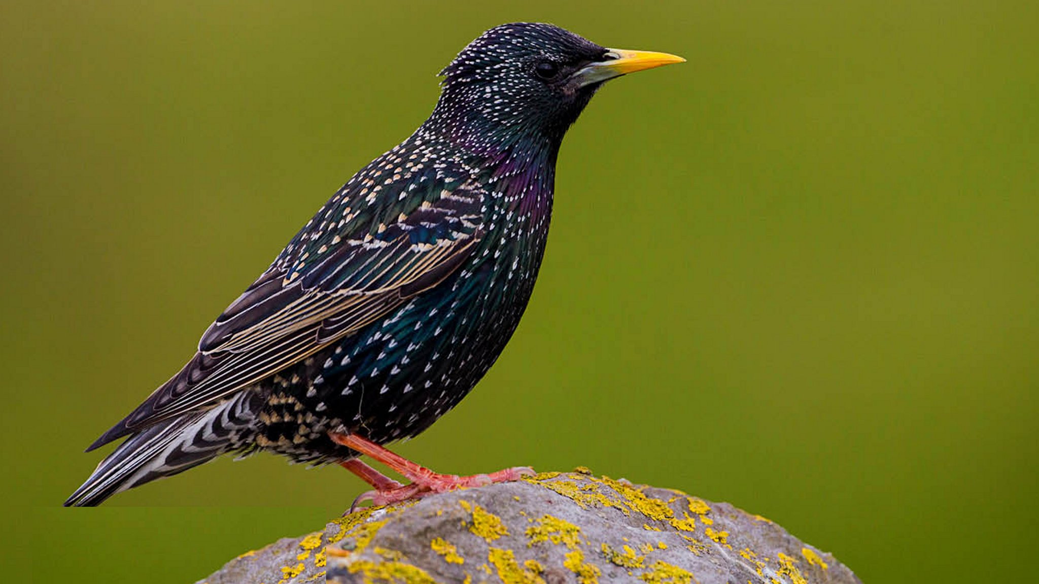 European Starling